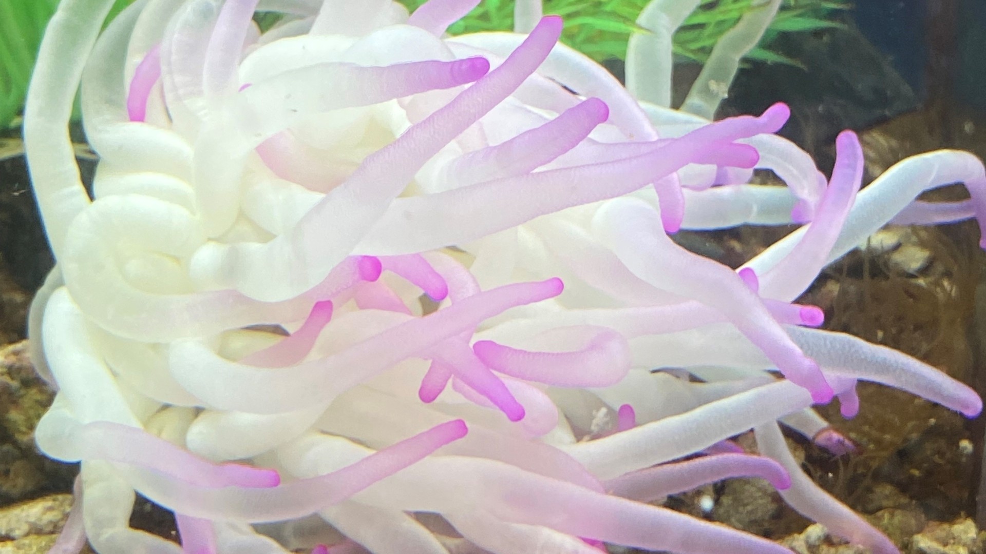 A sea anemone in a tank