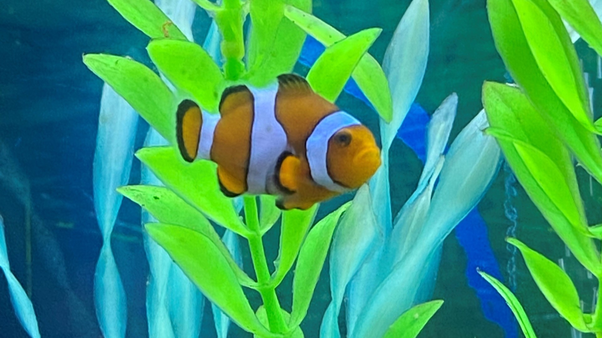 A clownfish swimming in a tank with ornamental plants