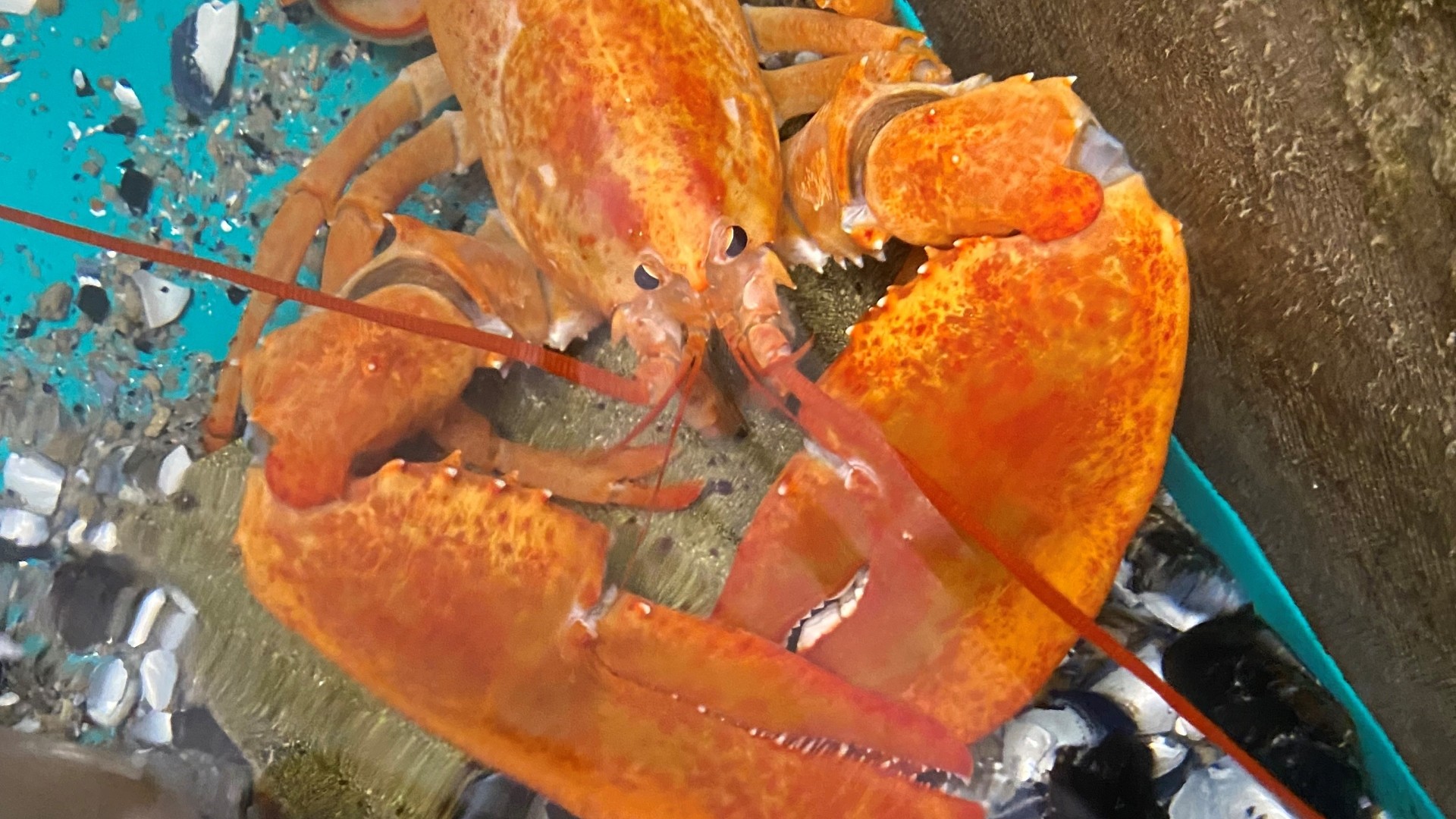 An orange lobster in a tank with shells