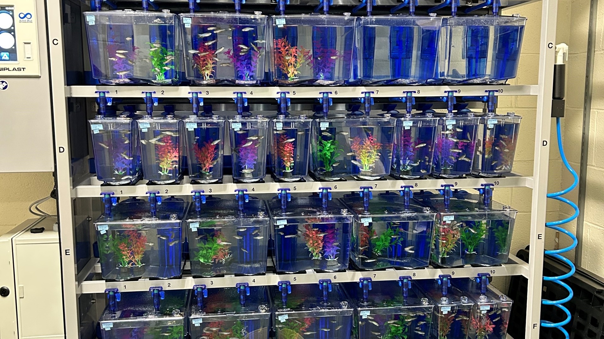 A rack with many containers of zebra fish