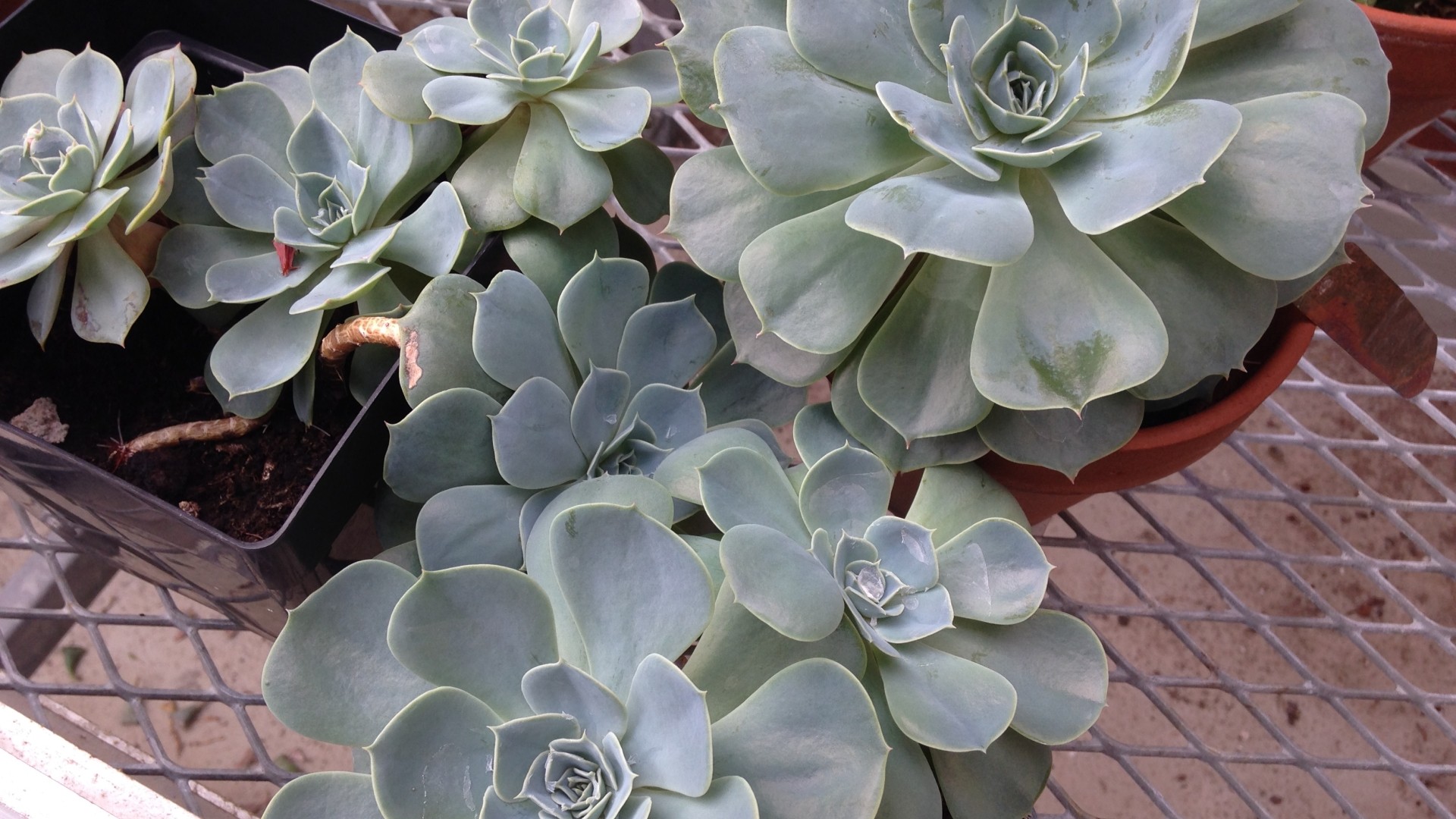 Succulent plants in the StFX Greenhouse
