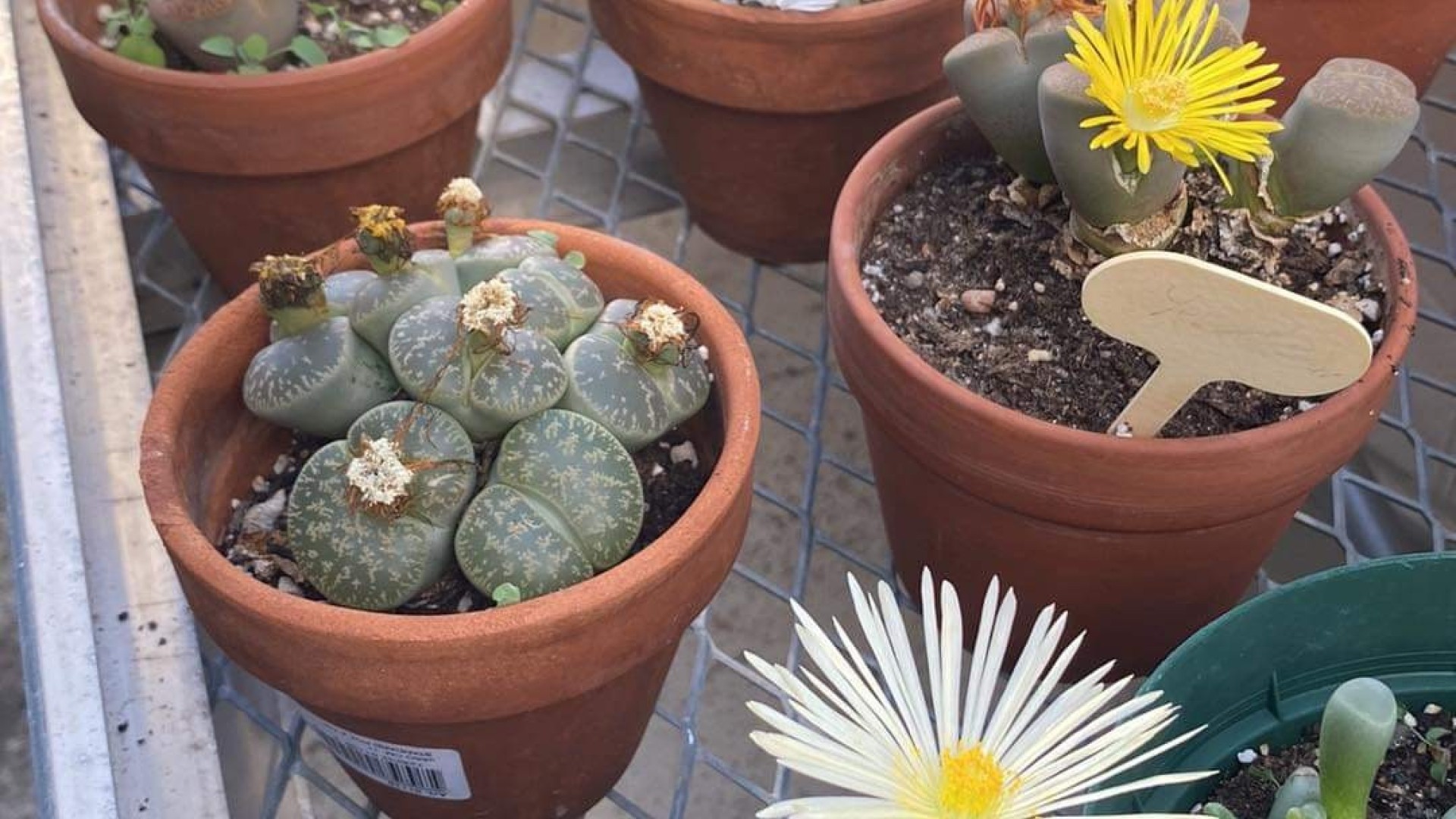 Lithops in the StFX Greenhouse