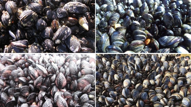 mussel beds 