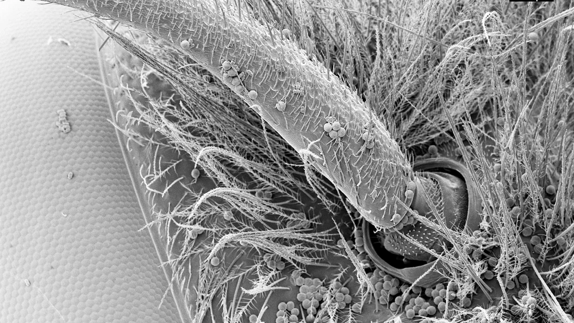 SEM microscope image of Bee Antenna Pollen