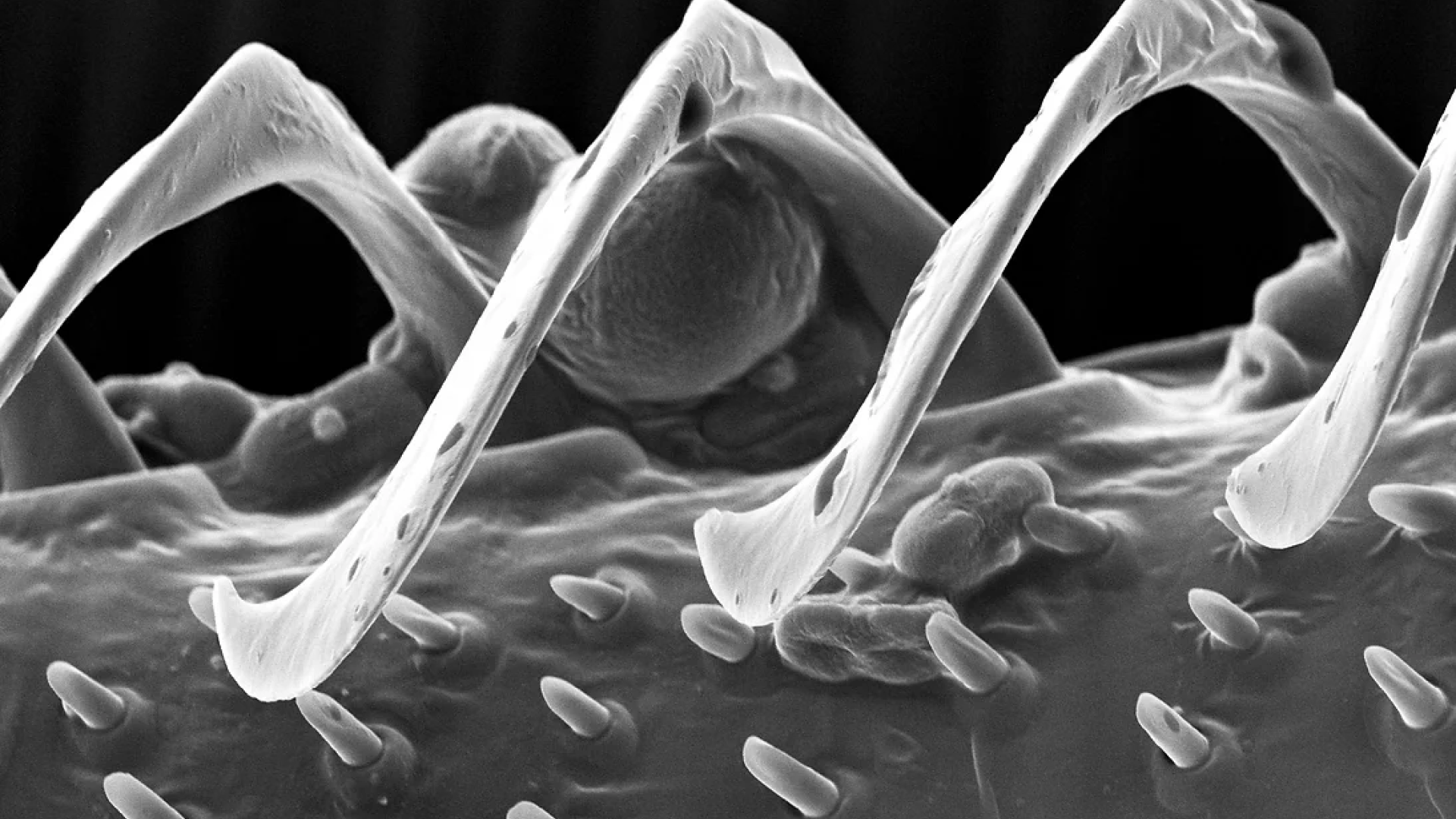 SEM microscope image of Bee Wing Hooks