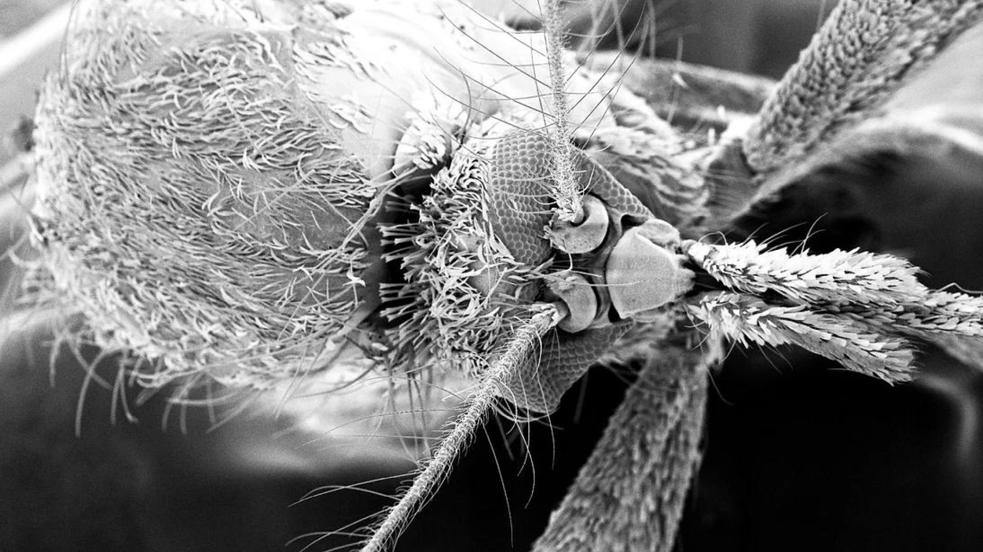 SEM microscope image of Mosquito