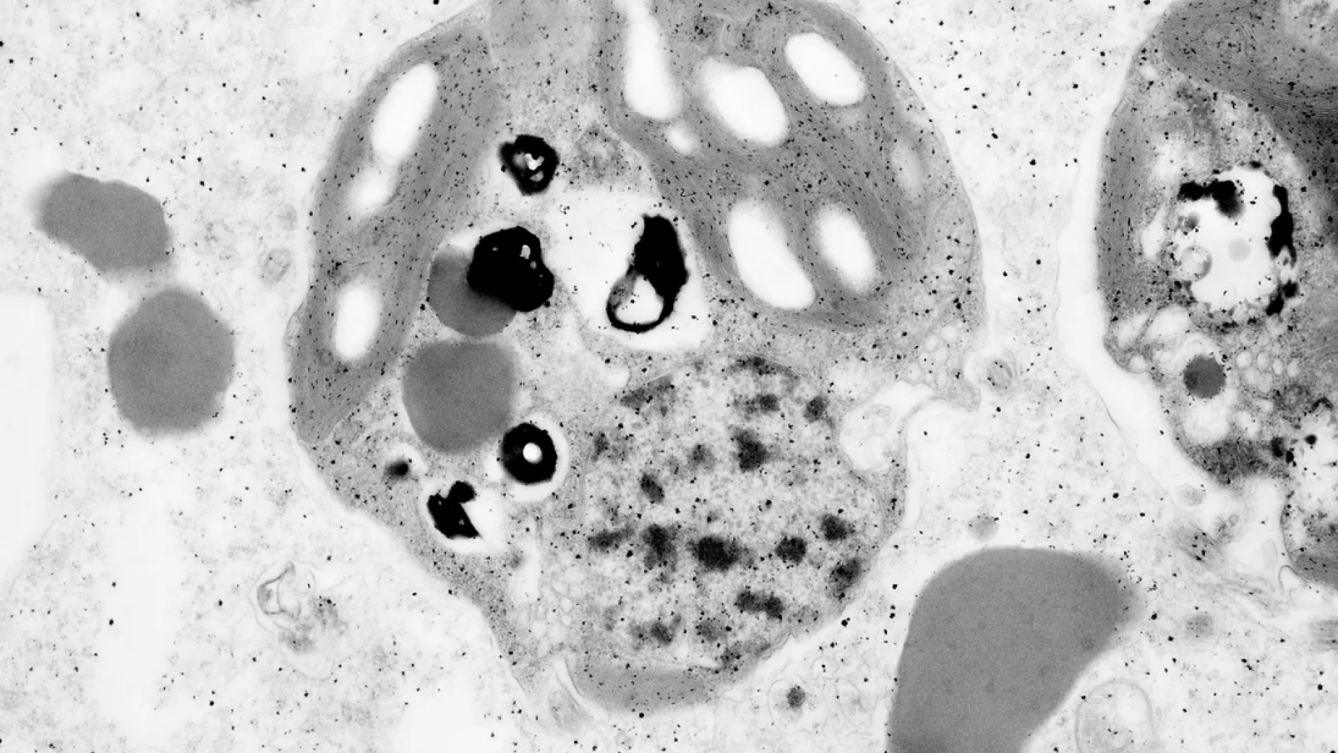TEM microscope image of Salamander Algal Cells Gut