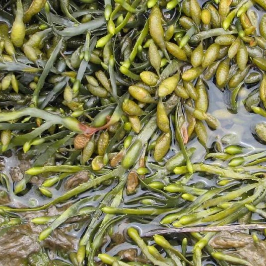 Green and yellow colored algae in the water