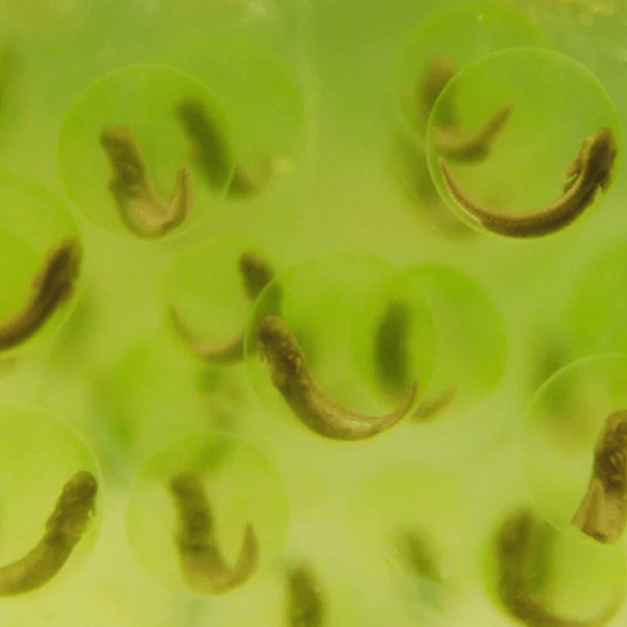 Microscopic image of salamanders