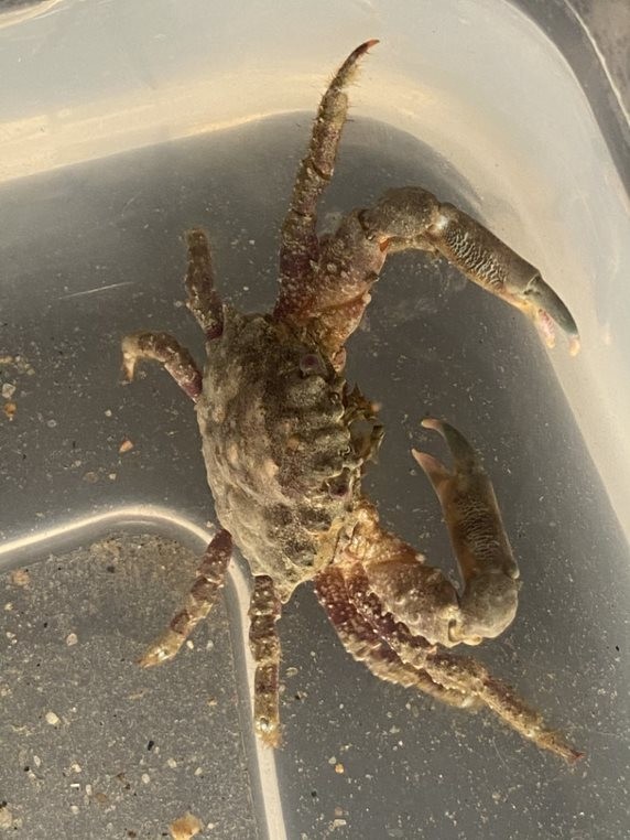 Picture of Dromid Crab