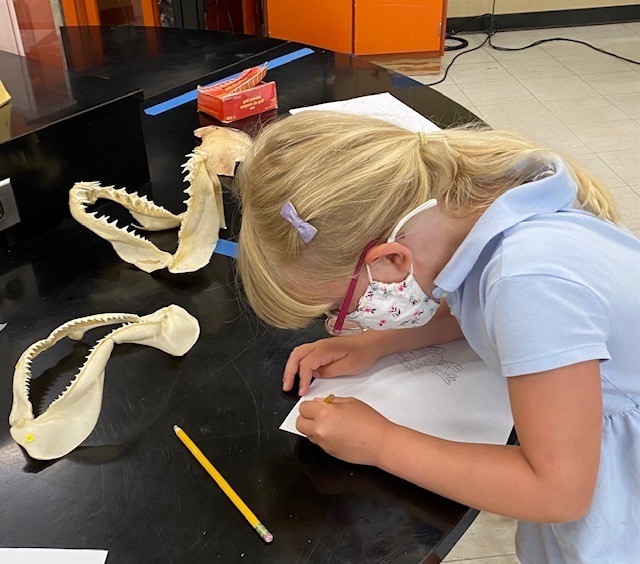 School Student at the Lab Observing and Learning About Shark Teeth Jaws