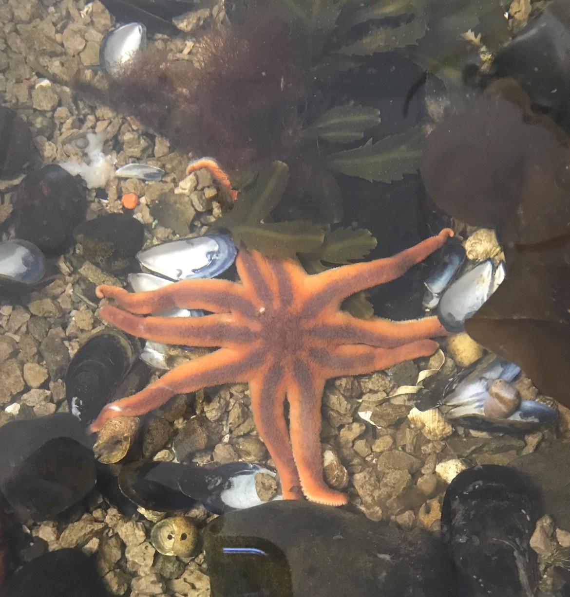 Picture of a Live Morning Sunstar