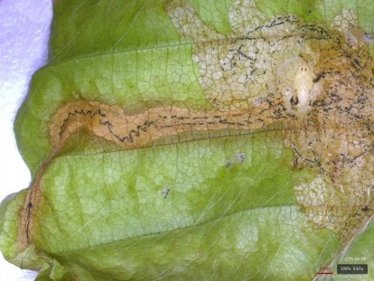 leaves