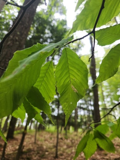 leaves