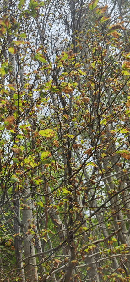 leaves