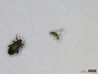 weevil