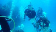Research Student Scuba Diving in Cuba